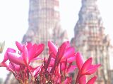Ayutthaya: Blüten