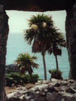 Palmen und Meer
